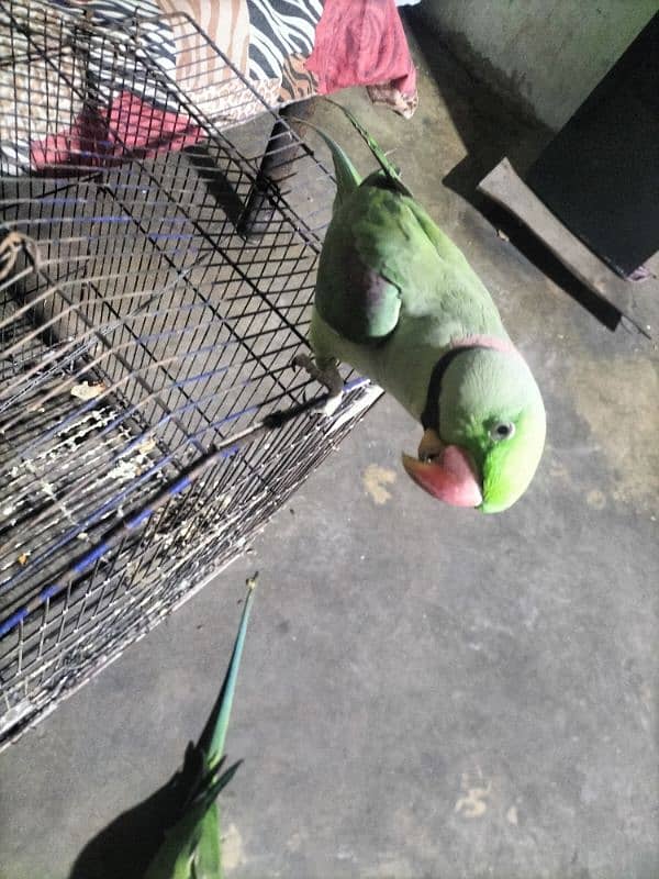 kashmiri raw hand tam and talking parrot urgent sale 4