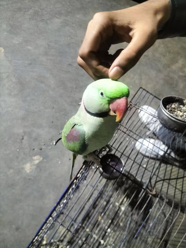 kashmiri raw hand tam and talking parrot urgent sale 7