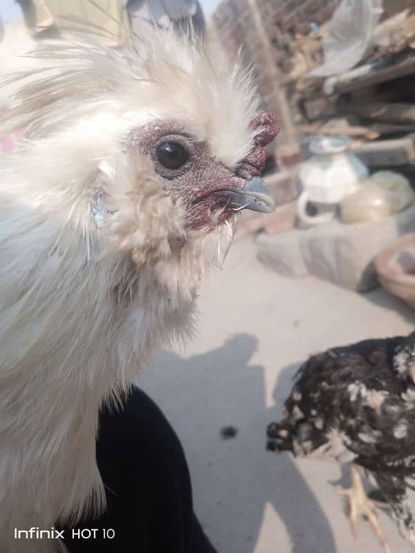 silkie pair 0