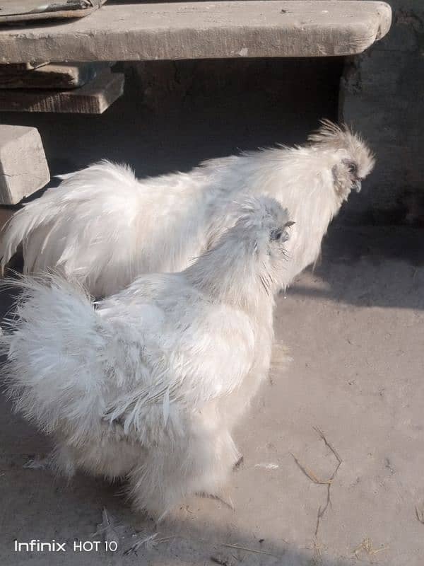 silkie pair 1