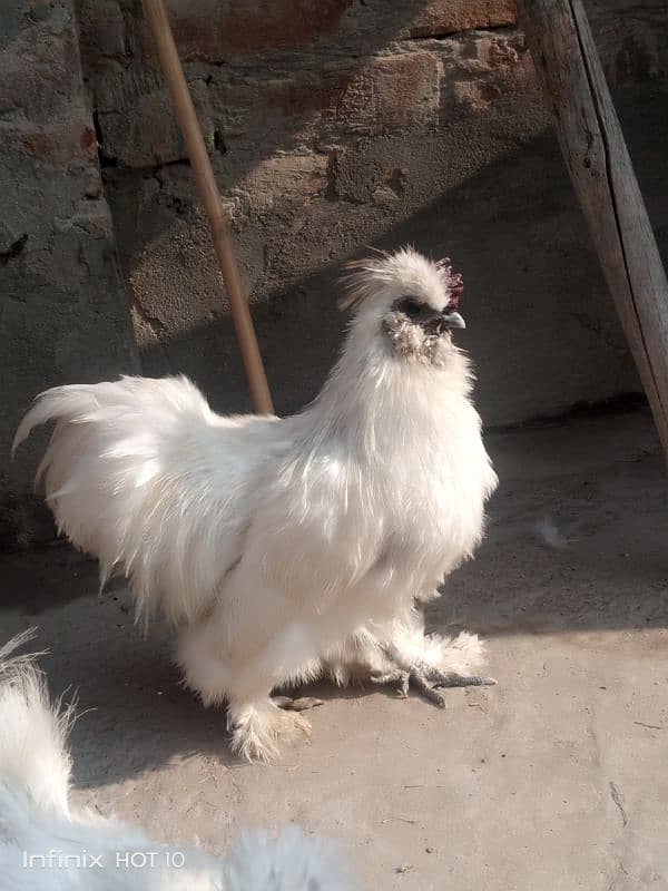 silkie pair 2