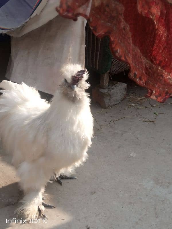 silkie pair 3