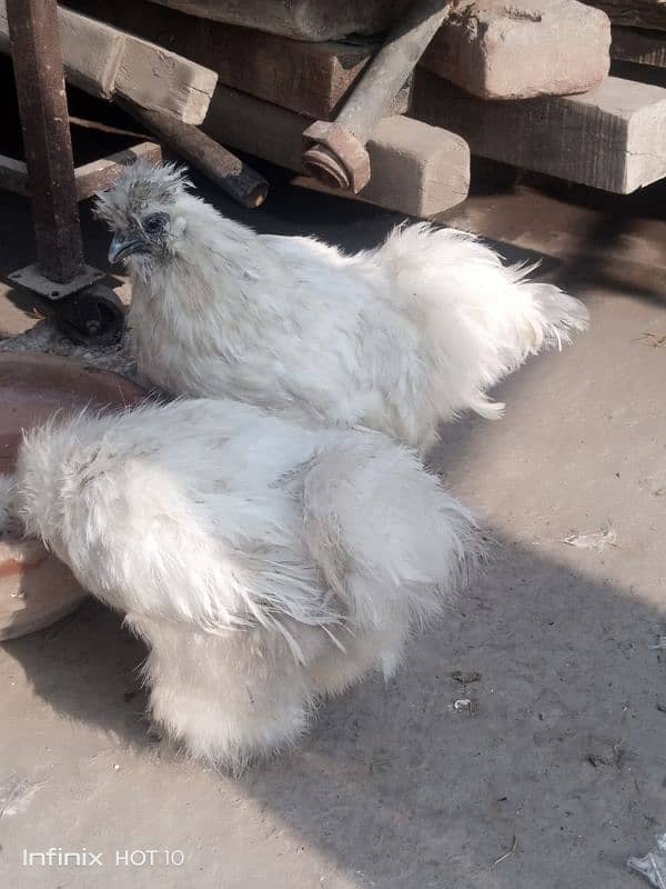 silkie pair 4