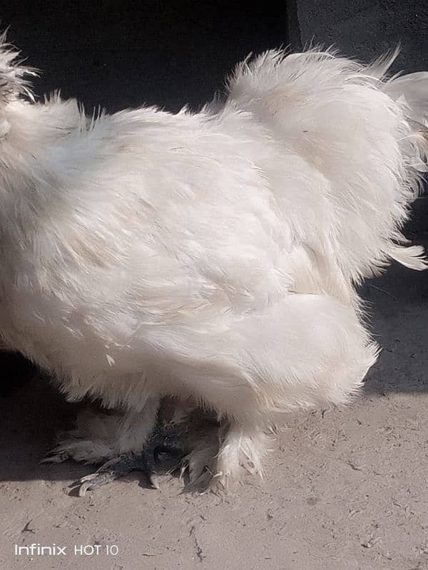 silkie pair 5