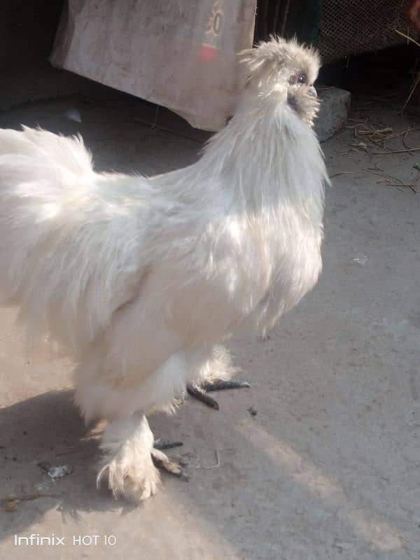 silkie pair 6