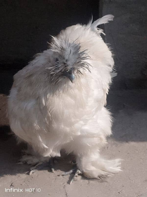 silkie pair 7