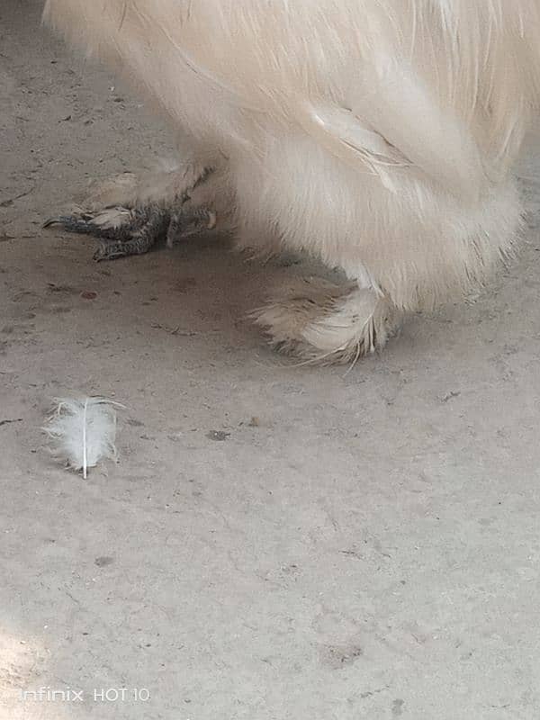 silkie pair 9