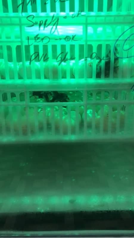 Fully Automatic Incubator A grade setter and Hatcher for sale 4