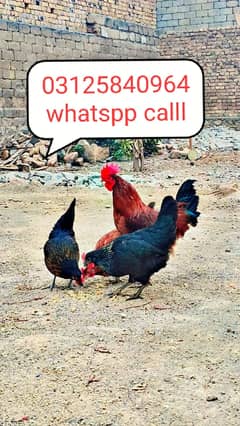 Desi hens for sale in wah cantt