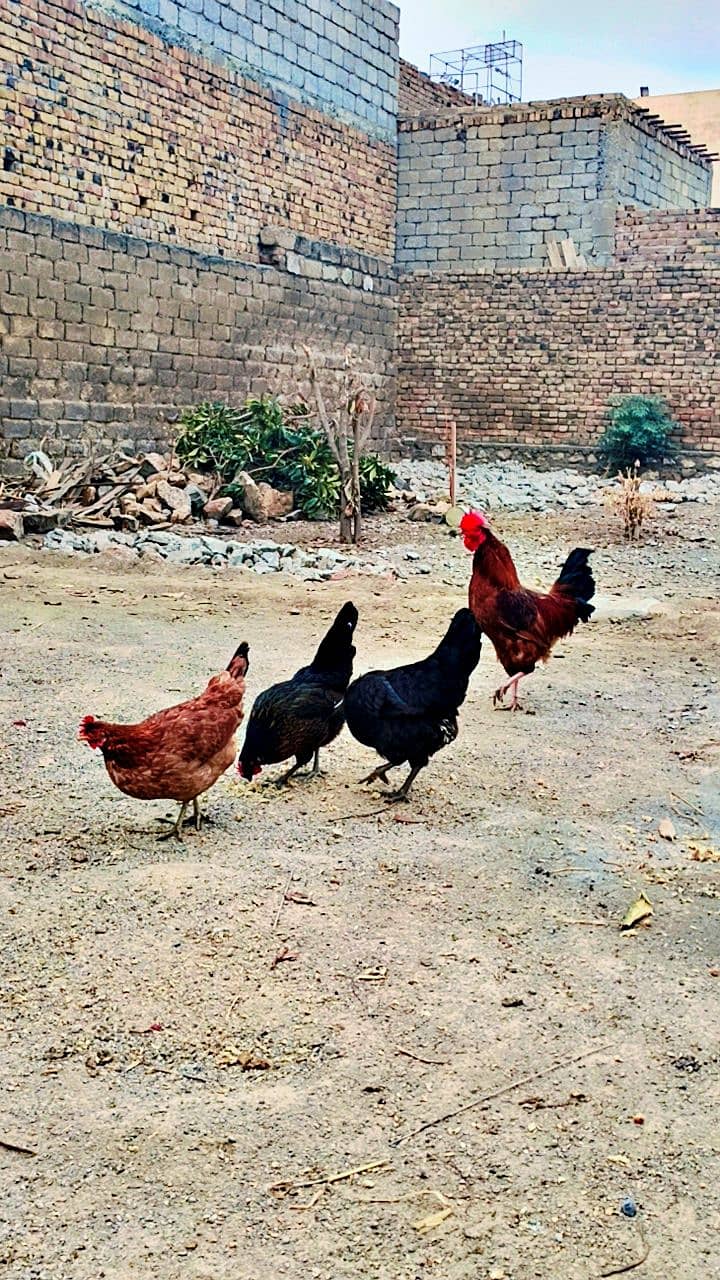 Desi hens for sale in wah cantt 1