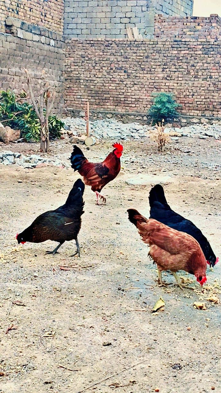 Desi hens for sale in wah cantt 2