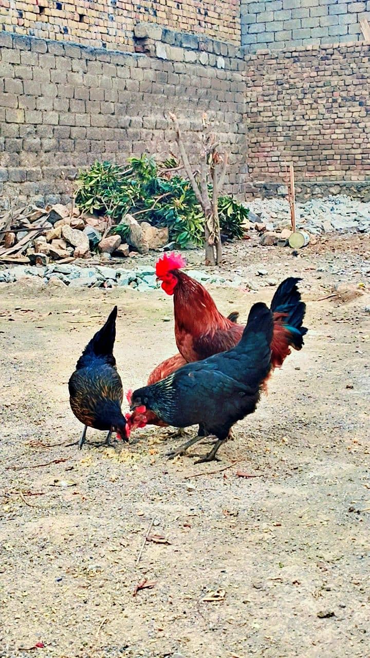 Desi hens for sale in wah cantt 3