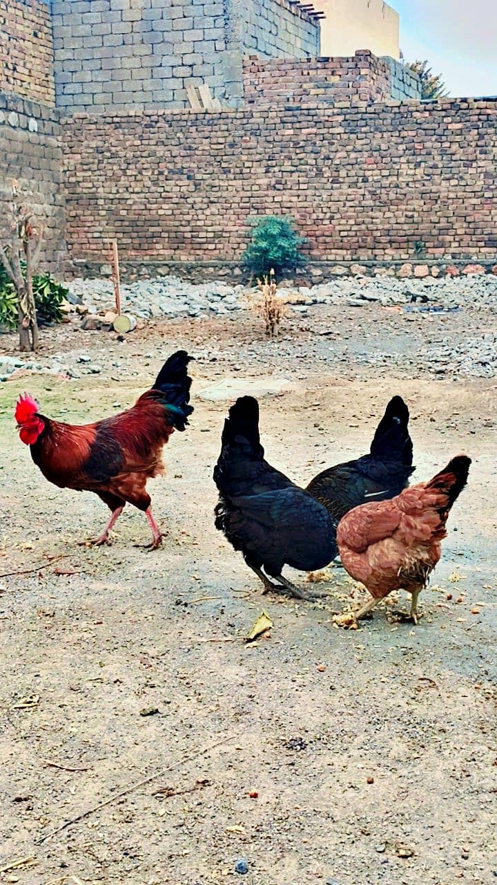 Desi hens for sale in wah cantt 4