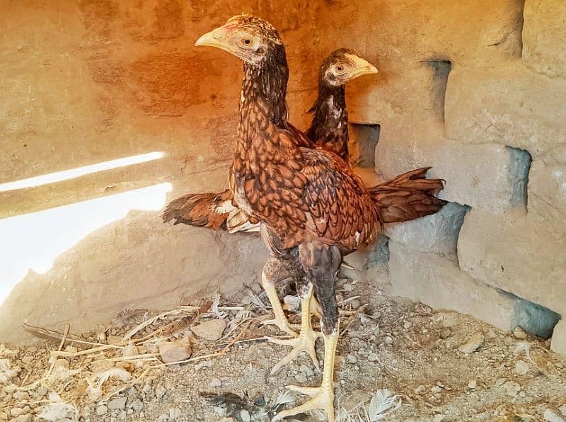 Miawali Peelay Aseel Chicks Pair/ Aseel Pathay/ Shajra 7