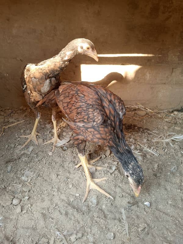 Miawali Peelay Aseel Chicks Pair/ Aseel Pathay/ Shajra 2