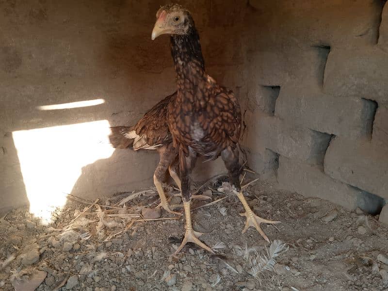 Miawali Peelay Aseel Chicks Pair/ Aseel Pathay/ Shajra 5