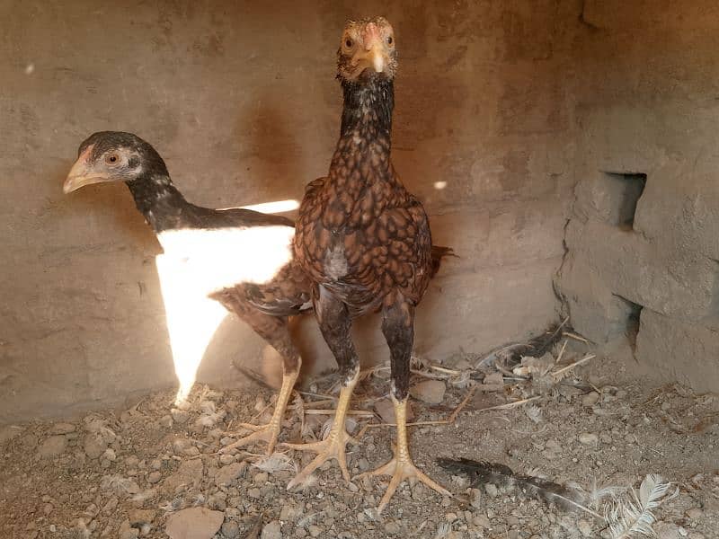 Miawali Peelay Aseel Chicks Pair/ Aseel Pathay/ Shajra 6