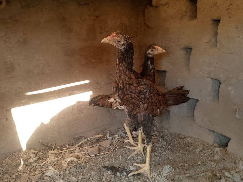 Miawali Peelay Aseel Chicks Pair/ Aseel Pathay/ Shajra 1