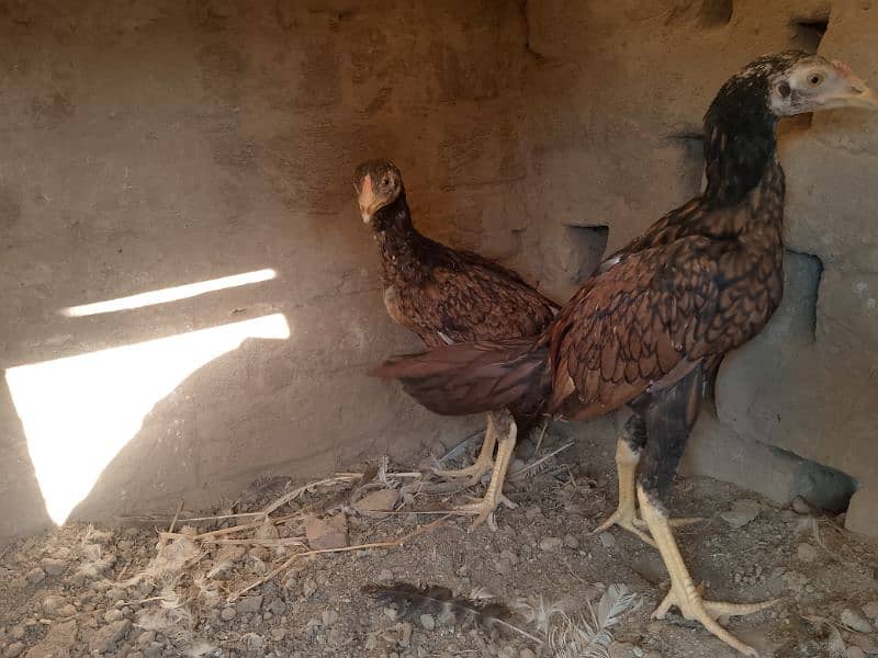 Miawali Peelay Aseel Chicks Pair/ Aseel Pathay/ Shajra 8