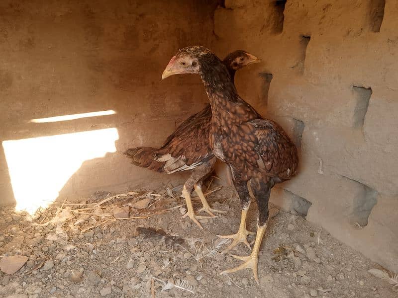 Miawali Peelay Aseel Chicks Pair/ Aseel Pathay/ Shajra 9