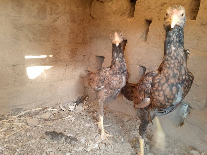 Miawali Peelay Aseel Chicks Pair/ Aseel Pathay/ Shajra 10