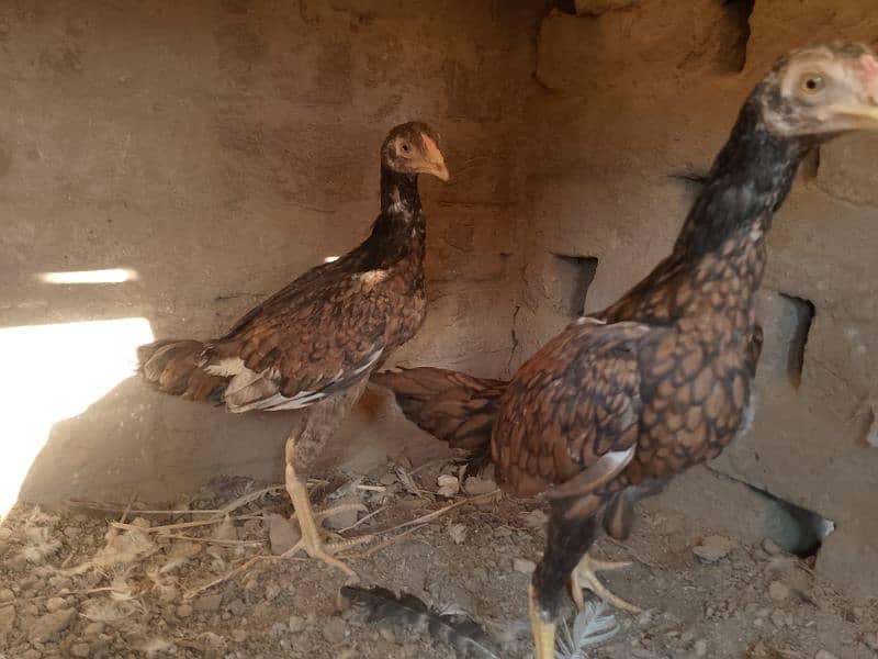 Miawali Peelay Aseel Chicks Pair/ Aseel Pathay/ Shajra 0