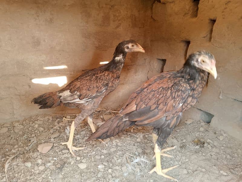 Miawali Peelay Aseel Chicks Pair/ Aseel Pathay/ Shajra 11