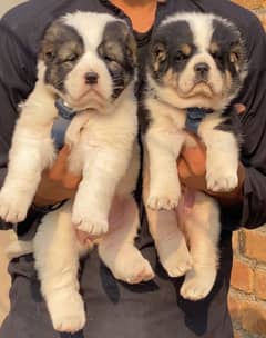 Afghan Kochi Pair | security dog for sale | Afghan Kuchi Breed