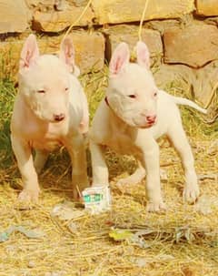 Kohati Gultair Pair /  Kohati Gultair Puppies