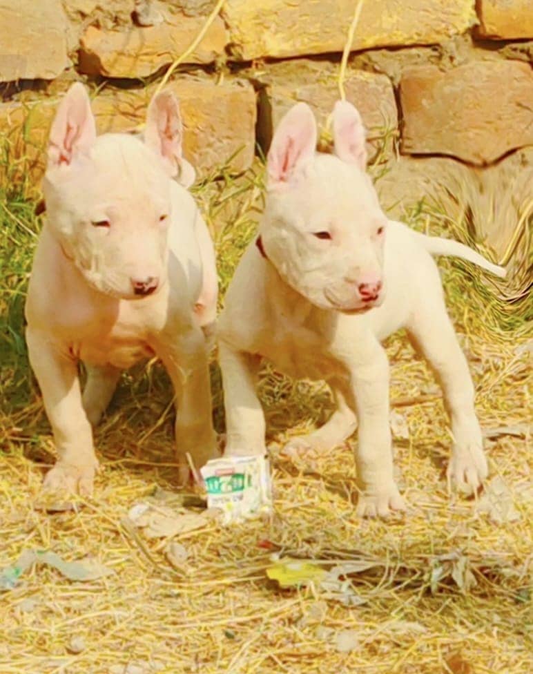 Kohati Gultair Pair /  Kohati Gultair Puppies 0