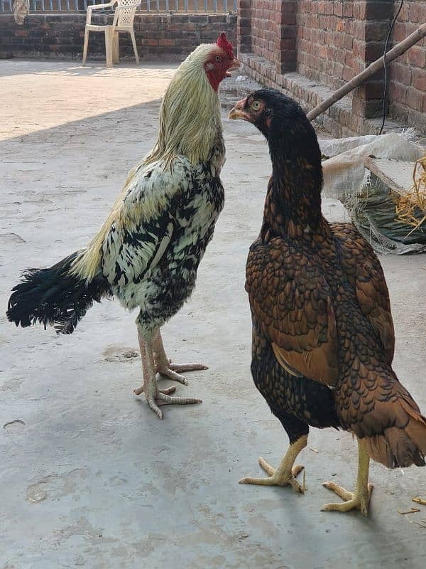 HIGH QUALITY ASEEL PAIR FOR SALE 4