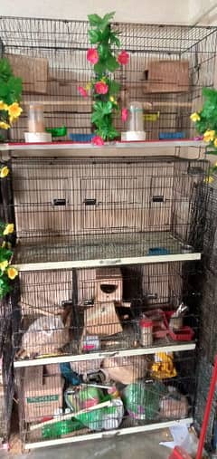 cages Bengali Golden and Java for sale