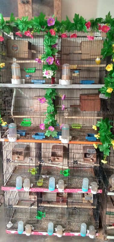 cages Bengali Golden and Java for sale 1