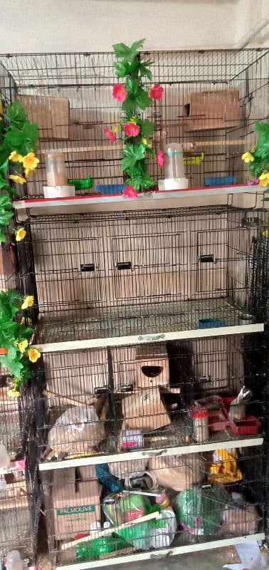 cages Bengali Golden and Java for sale 2