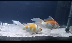 Jambo (xl) size Goldfish