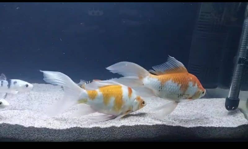 Jambo (xl) size Goldfish 0