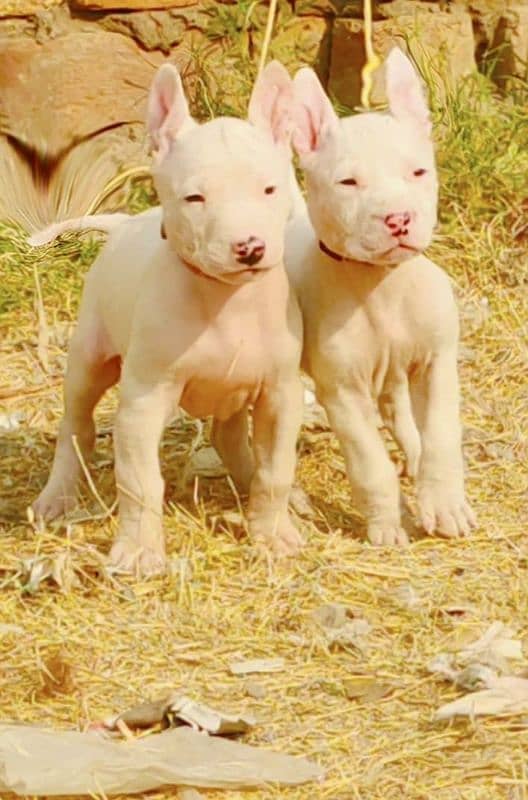 Pure Kohati Gullter female 2 Age 2 Month for Sale 0