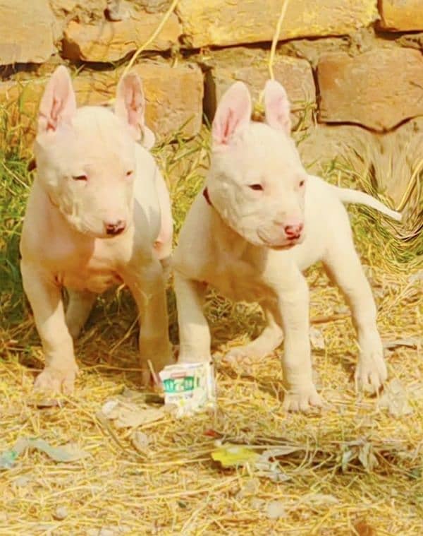 Pure Kohati Gullter female 2 Age 2 Month for Sale 1