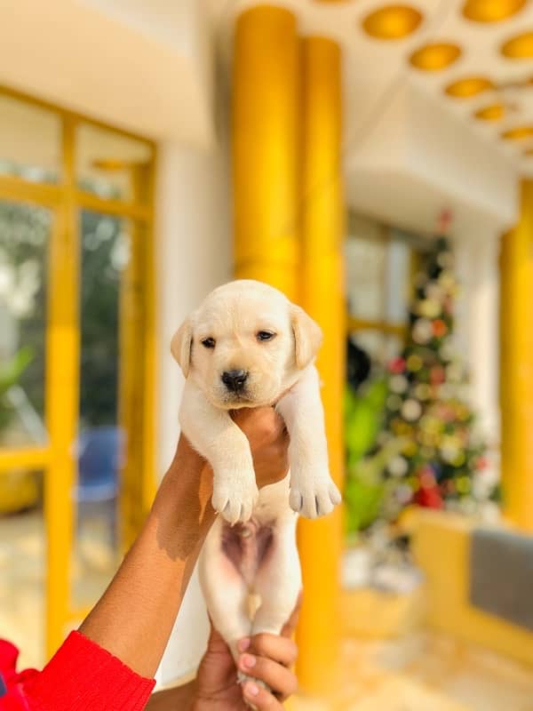 labrador puppy 0