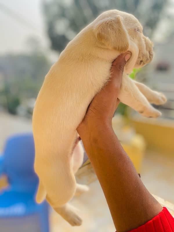 labrador puppy 1