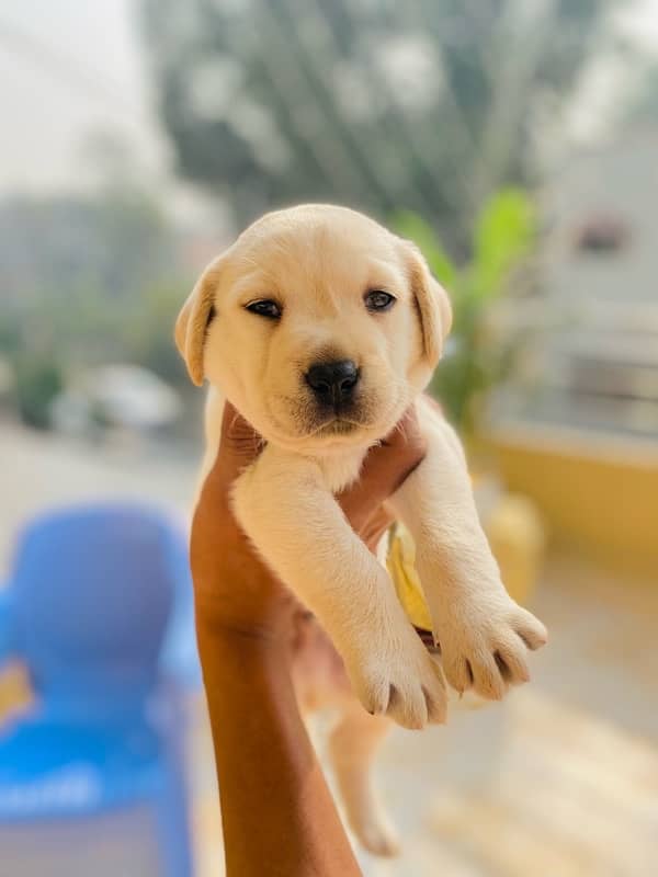 labrador puppy 2