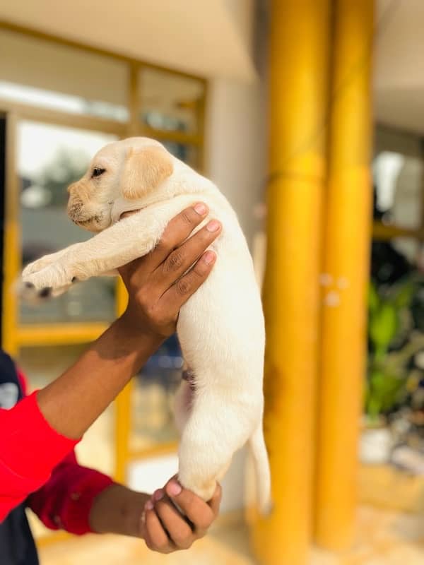 labrador puppy 3