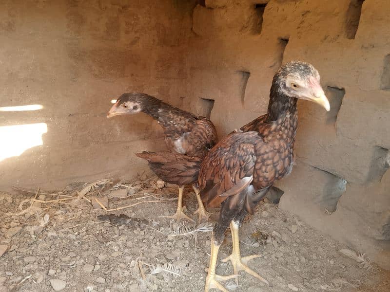 Miawali Peelay Aseel Chicks Pair/ Peelay Aseel Pathay/ Shajra 3