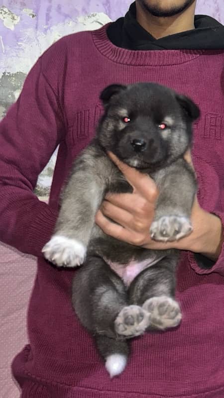 American Akita Puppy 0