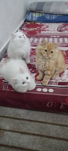 Cuteness Persian Kittens Cats