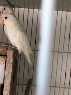 Albino Black Eyes (Blue Dec) / Green Opaline