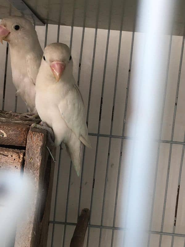 Albino Black Eyes (Blue Dec) / Green Opaline Pairs 1