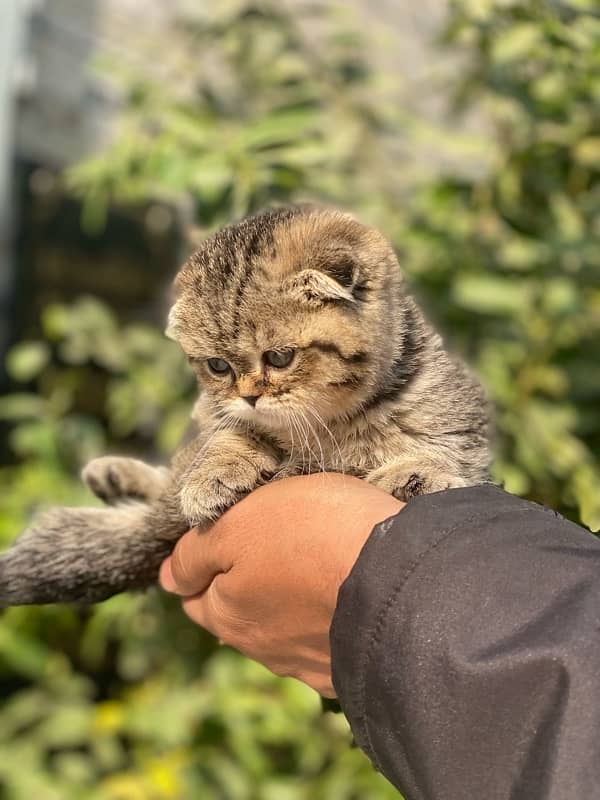 Scottish Fold Kittens 0