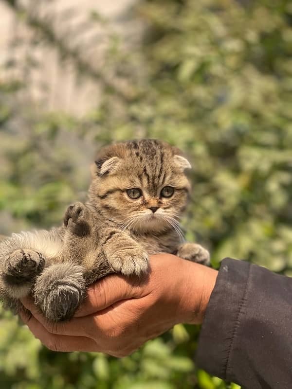 Scottish Fold Kittens 1