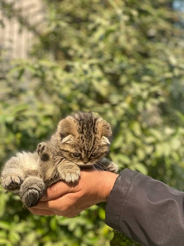 Scottish Fold Kittens 2